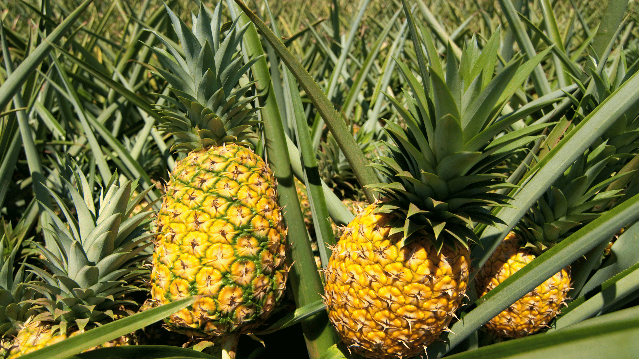 Growing Pineapples